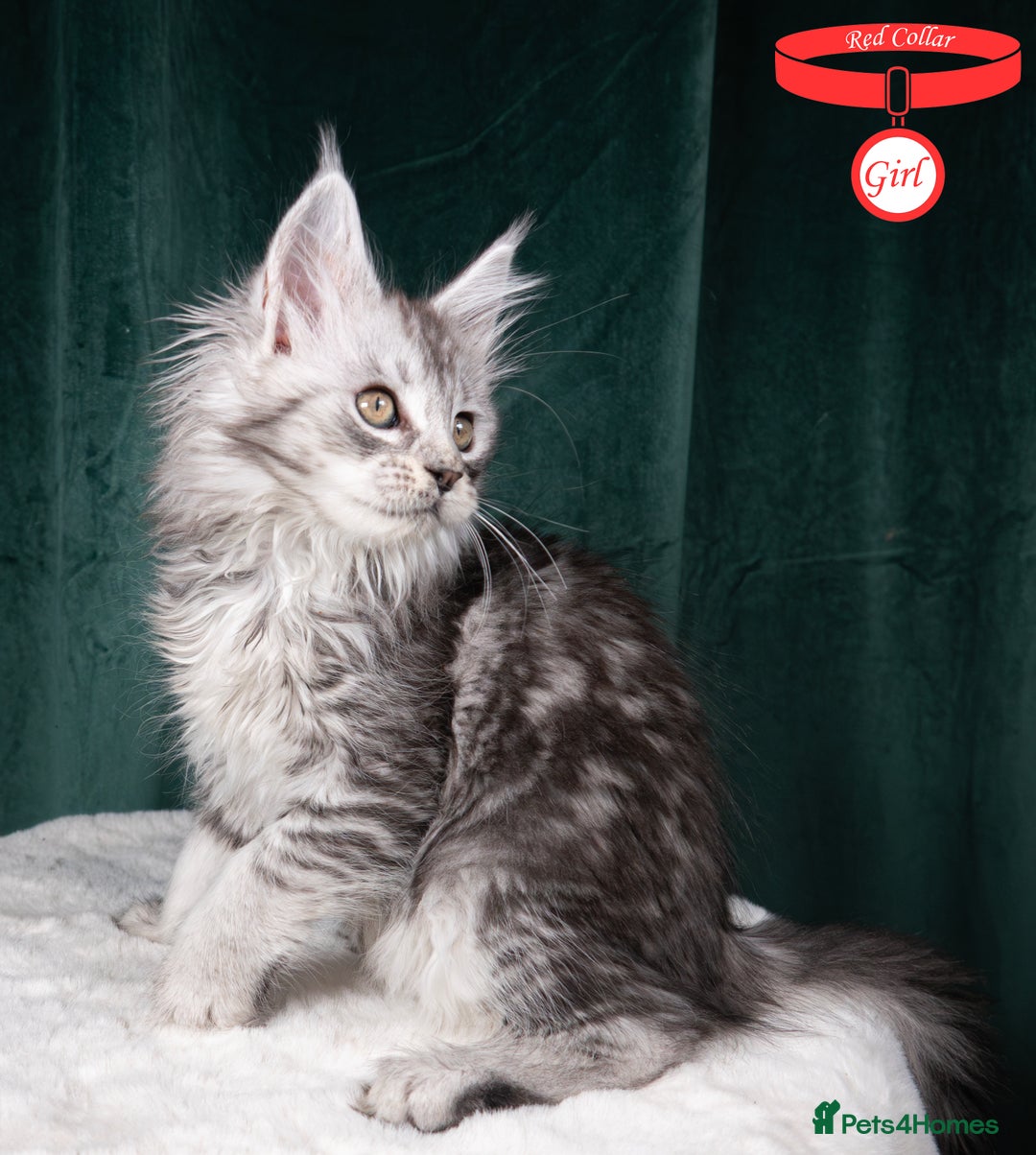 Maine Coon cats for sale: XL PEDIGREE TICA REGISTERED MAINE COON KITTENS - Advert 26