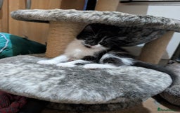 Mixed Breed cats for sale: Last kitten from this litter available now. - Image 6