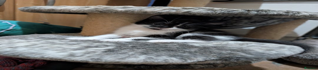 Mixed Breed Kitten 3