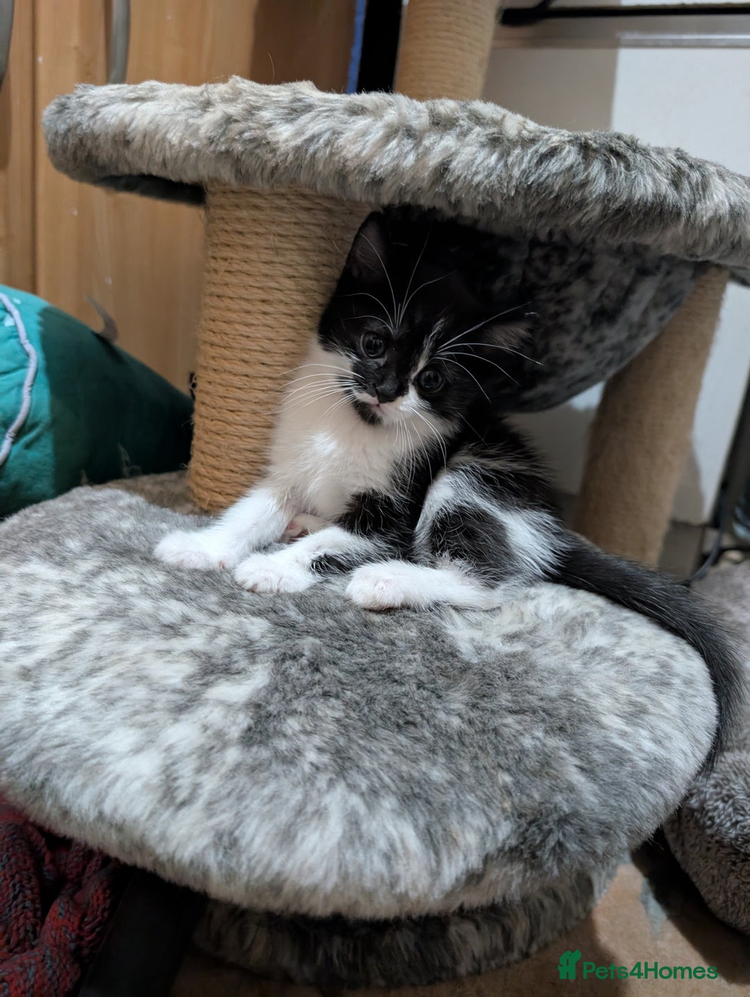Mixed Breed cats for sale: Last kitten from this litter available now. - Image 6