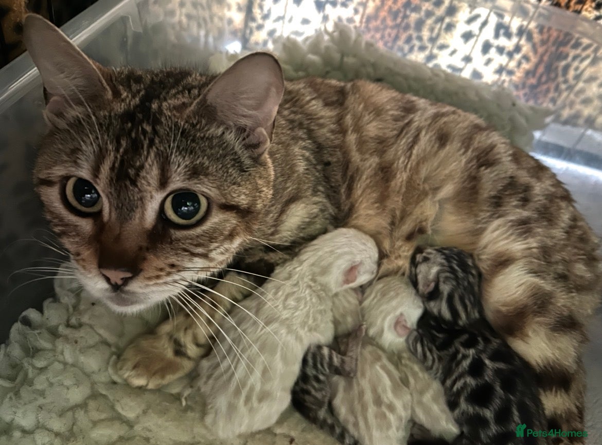 Bengal cats Supper friendly TICA registered kittens  - Advert 2