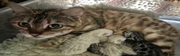 Bengal cats for sale: Supper friendly TICA registered kittens  - Advert 2