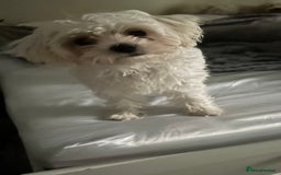 Mixed Breed dogs for sale: Lovely Female Bichon Maltese  - Image 2