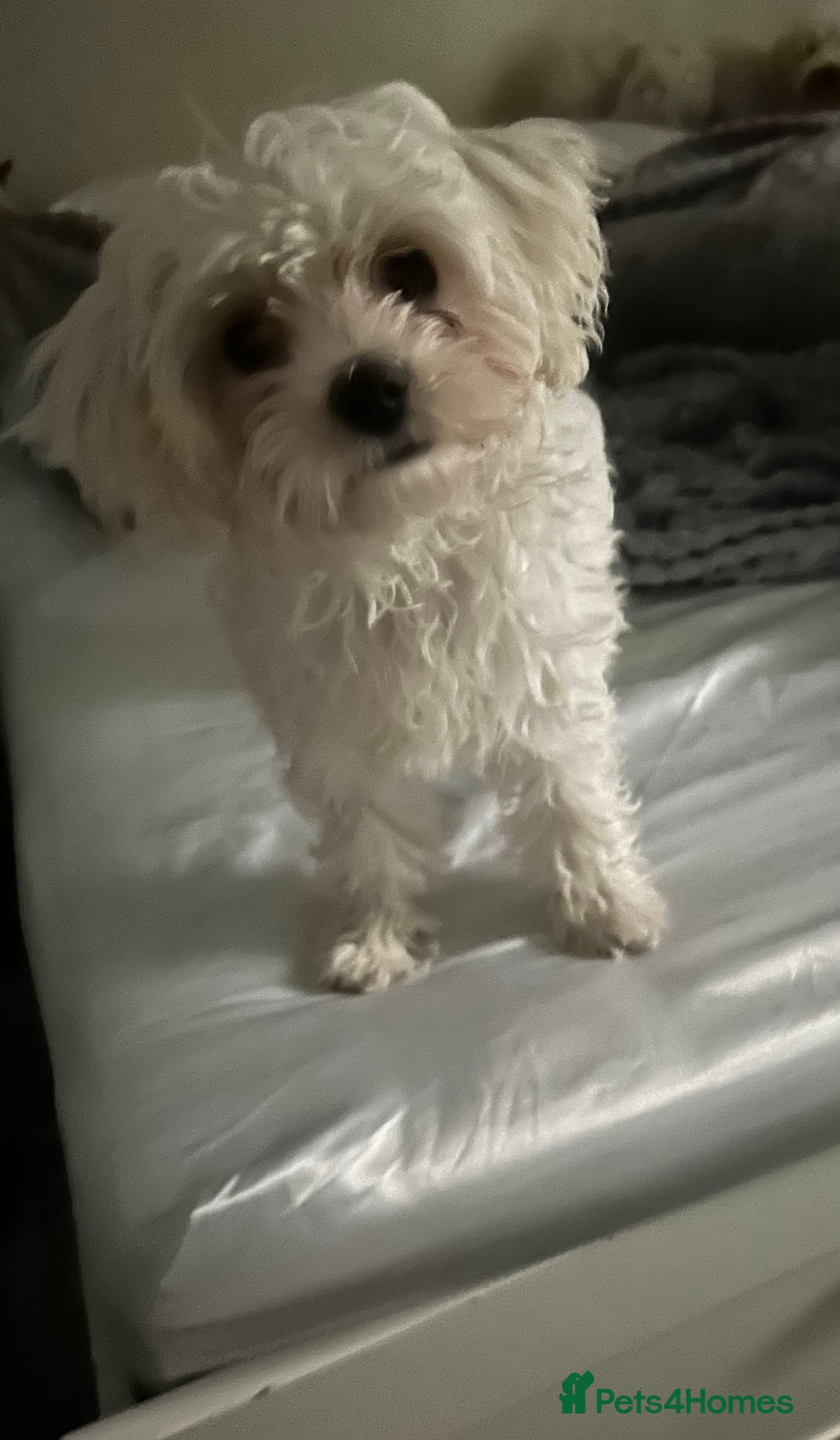Mixed Breed dogs for sale: Lovely Female Bichon Maltese  - Image 2