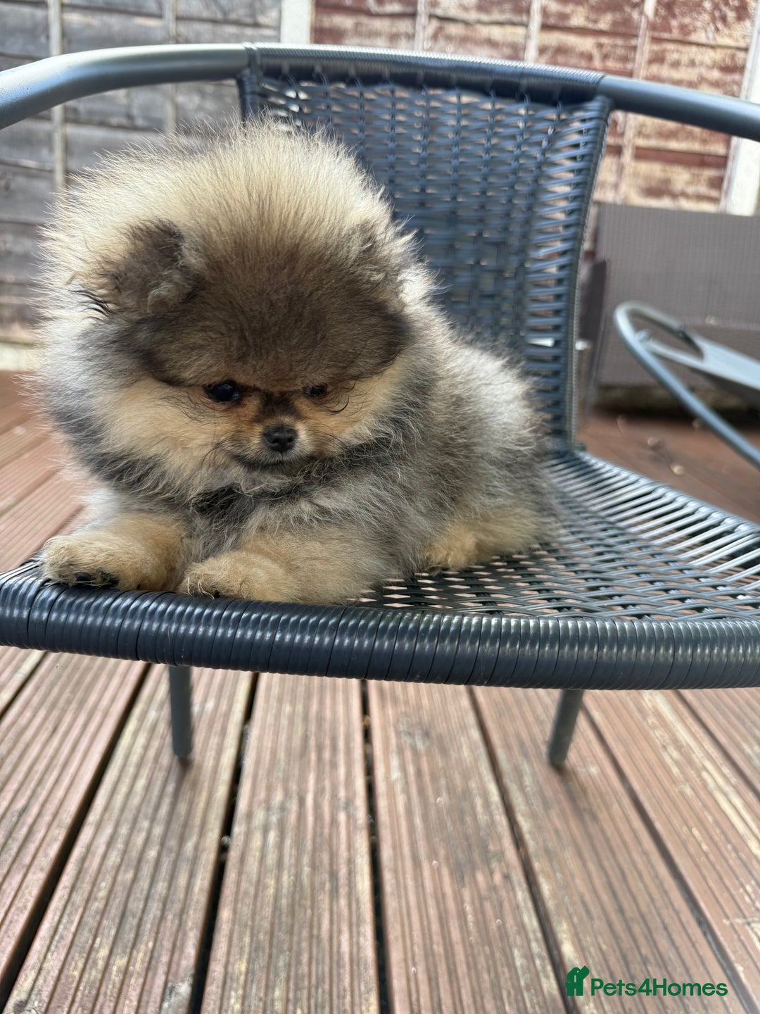 Pomeranian dogs for sale: Last female teddy face Pomeranian  - Image 12