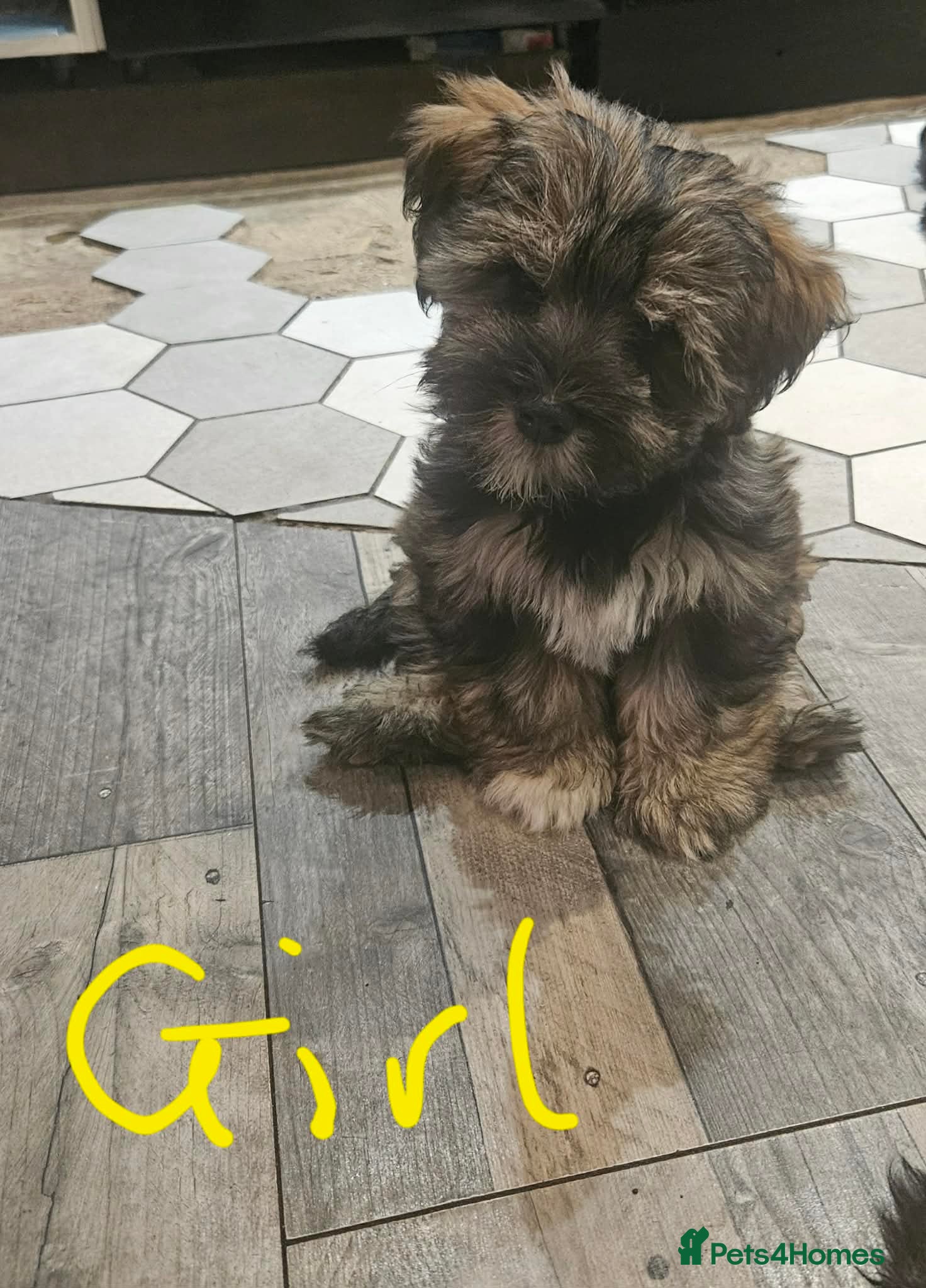 Mixed Breed dogs Mini schnauzer/ Yorkshire terrier biewer - Advert 2