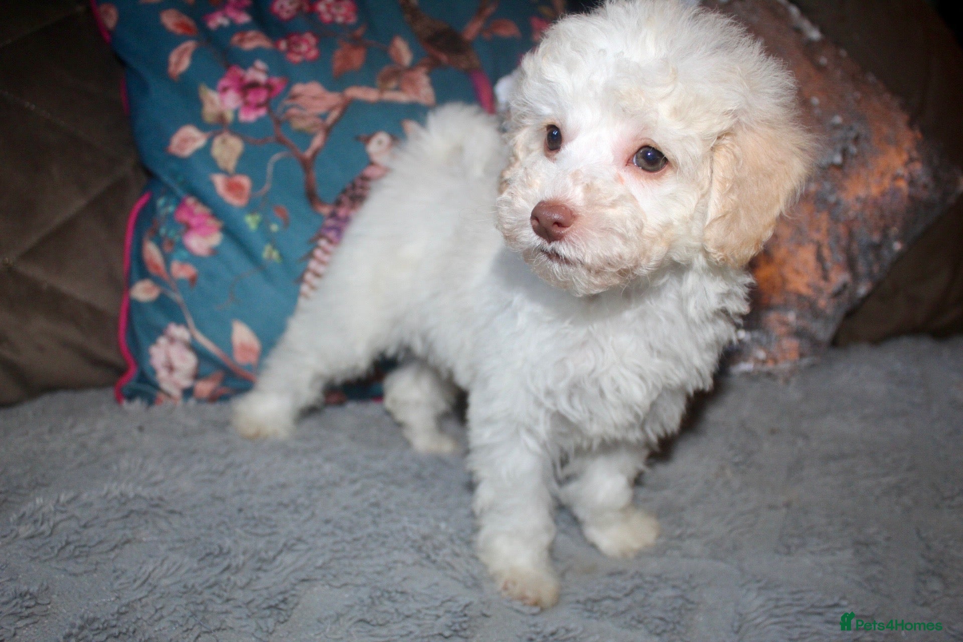 Cockapoo dogs Child friendly cockapoo puppies ready March - Advert 18