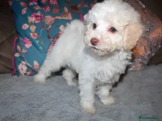 Cockapoo dogs Child friendly cockapoo puppies ready March - Advert 18