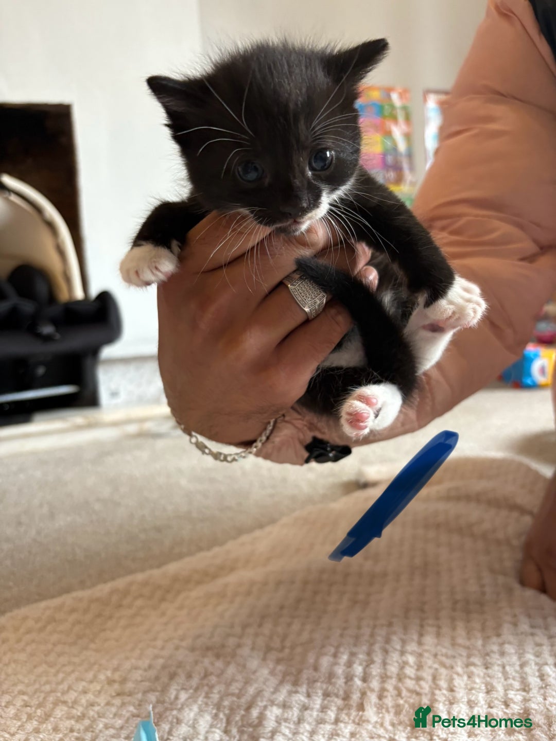 Mixed Breed cats for sale: Beautiful kittens 5* homes only  - Image 5