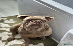 French Bulldog dogs for sale: Full Isabella loving French bulldog - Image 3