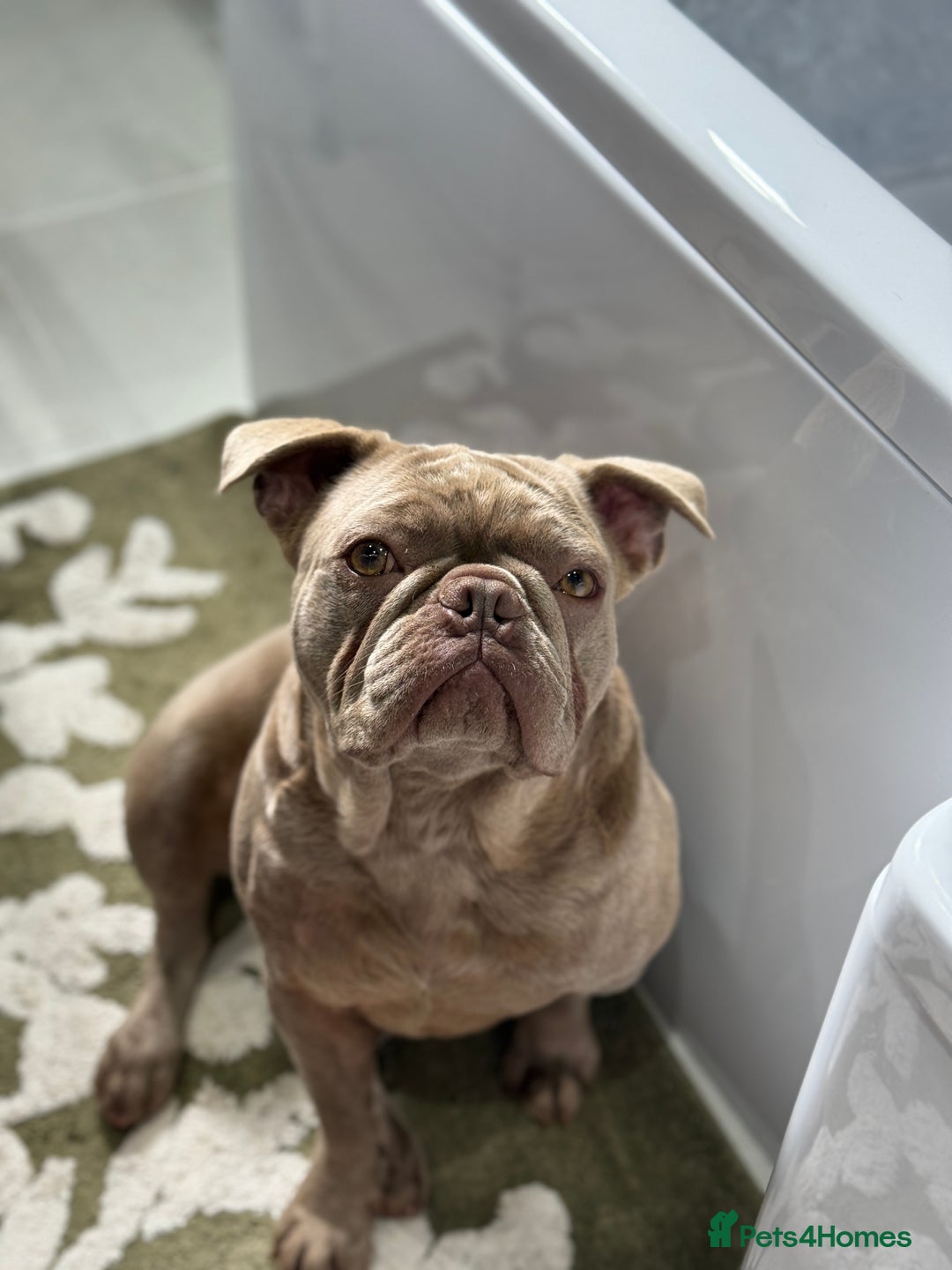 French Bulldog dogs for sale: Full Isabella loving French bulldog - Image 3