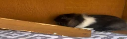 Mini Lion Lop rabbits for sale: Mini Lion Lop baby bunnies For Sale - Advert 2