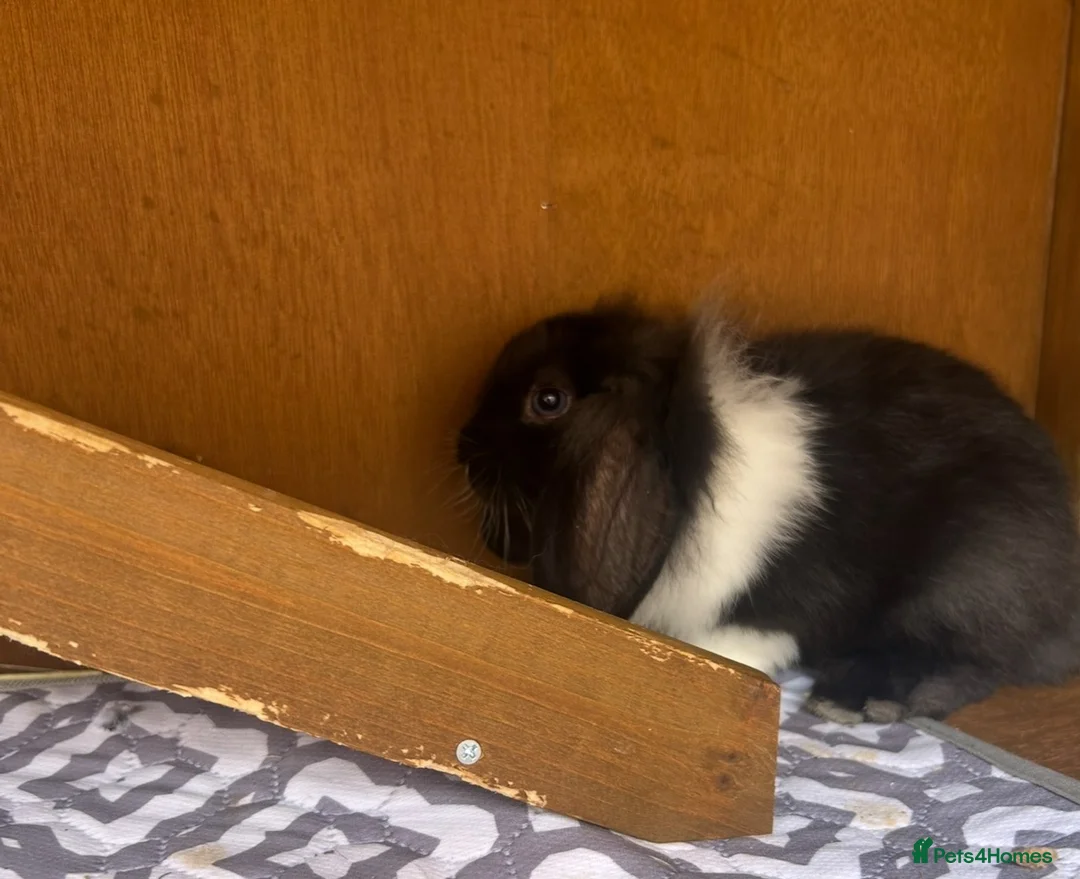Mini Lion Lop rabbits for sale: Mini Lion Lop baby bunnies For Sale - Advert 2