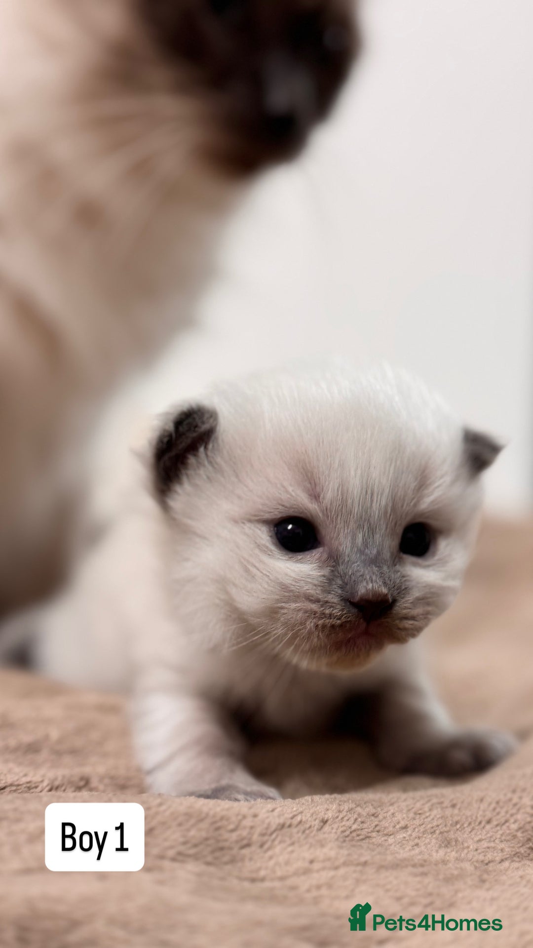 Ragdoll cats for sale: “ Ragdoll kittens “ A perfect  **  present  - Image 10