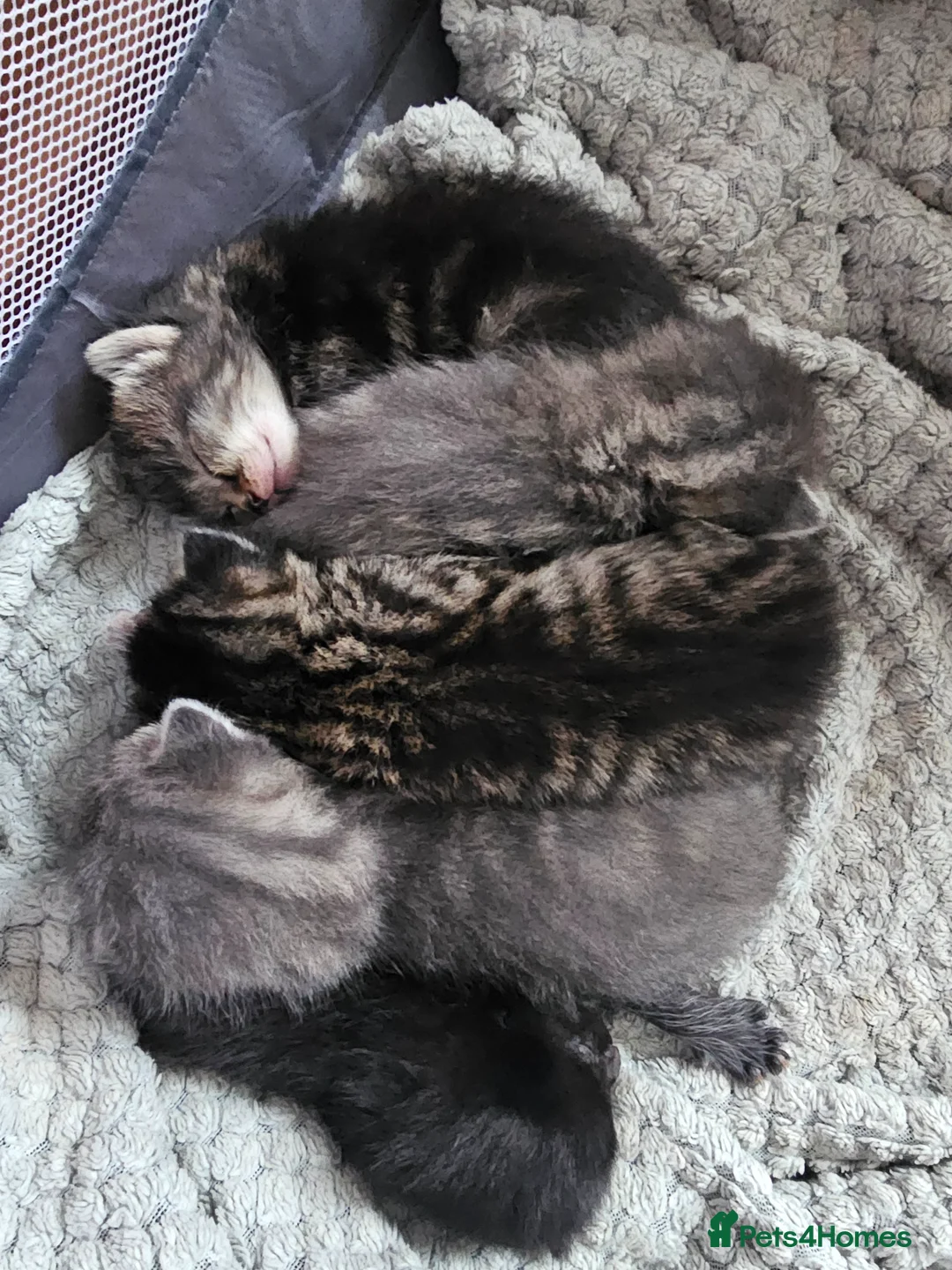 Mixed Breed cats for sale: Beautiful fluffy kittens  in Newport - Advert 1