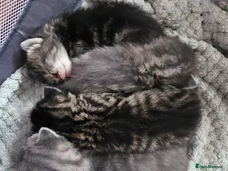 Mixed Breed cats Beautiful fluffy kittens - Advert 2
