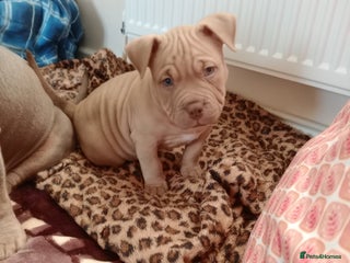 American Bully dogs American pocket bully - Advert 13