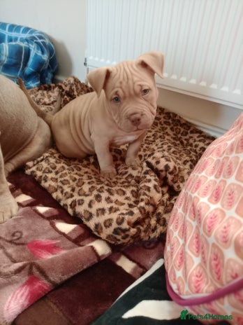 American Bully dogs American pocket bully - Advert 11