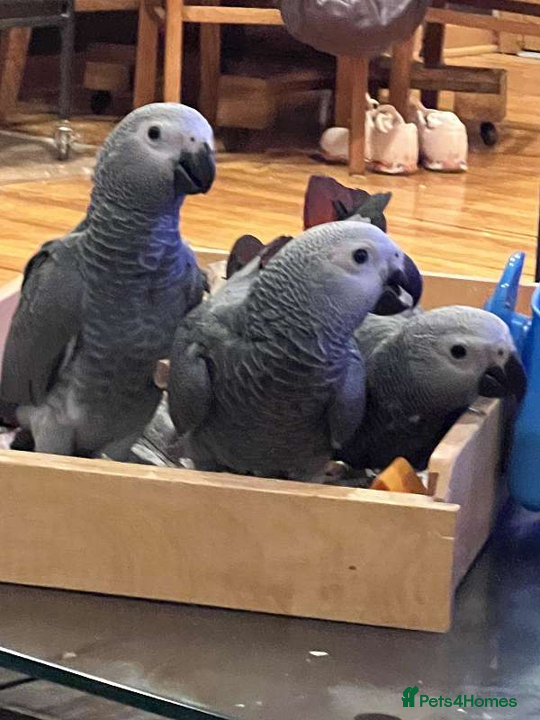Parrots birds for sale: Hand Fed African Grey Babies - Advert 1