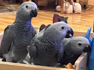Parrots birds Hand Fed African Grey Babies - Advert 1