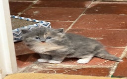 Ragdoll cats for sale: Beautiful half Ragdoll kittens for sale - Image 3