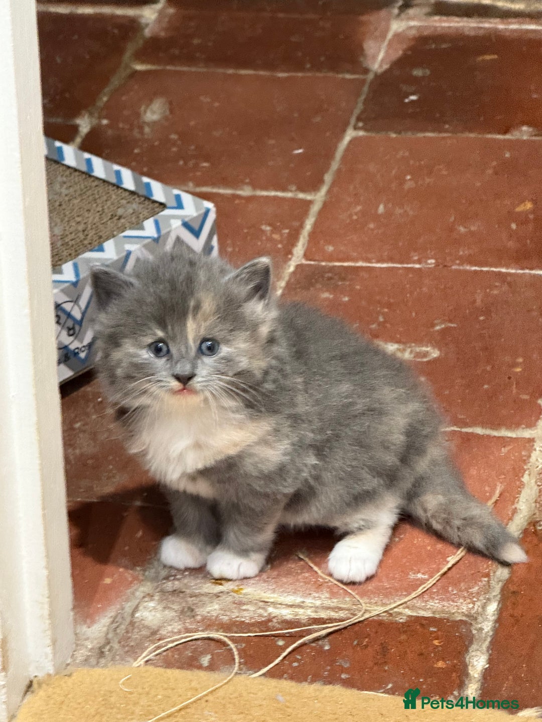 Ragdoll cats for sale: Beautiful half Ragdoll kittens for sale - Image 3