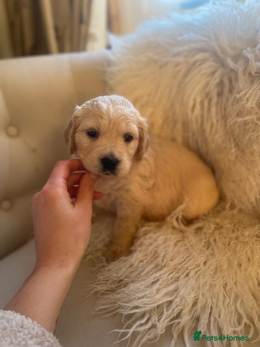 Golden Retriever dogs for sale: ✨Kennel Club Registered Golden Retriever Puppies ✨ - Advert 9