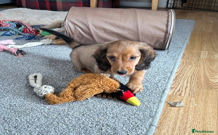 Miniature Dachshund dogs - Advert 6
