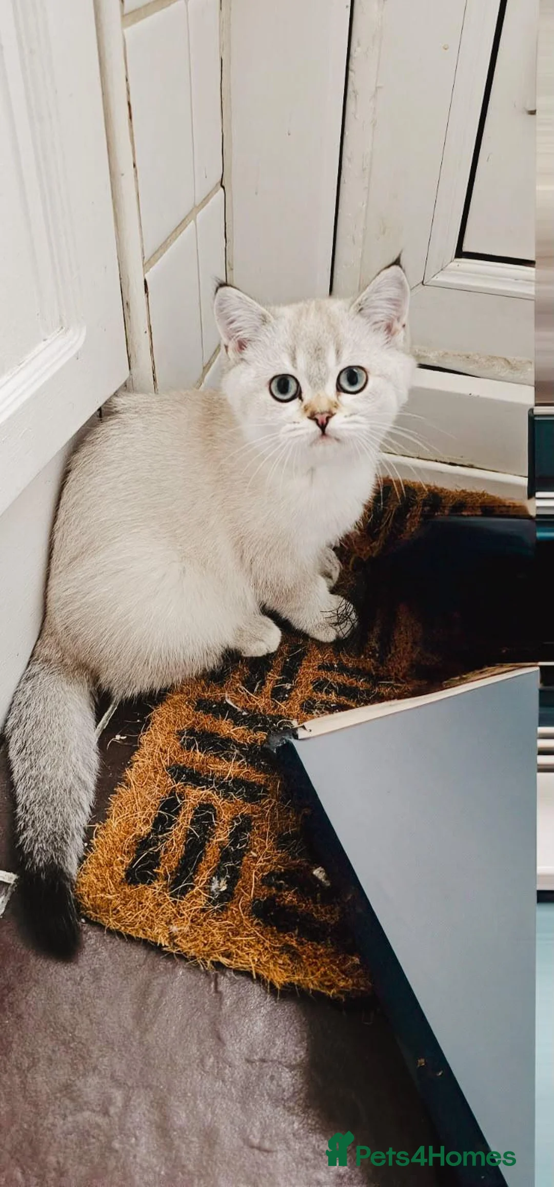 Scottish Fold cats for sale: Gorgeous Scottish Kittens - Advert 8