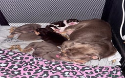 English Bulldog dogs for sale: English bulldog puppies  - Image 10