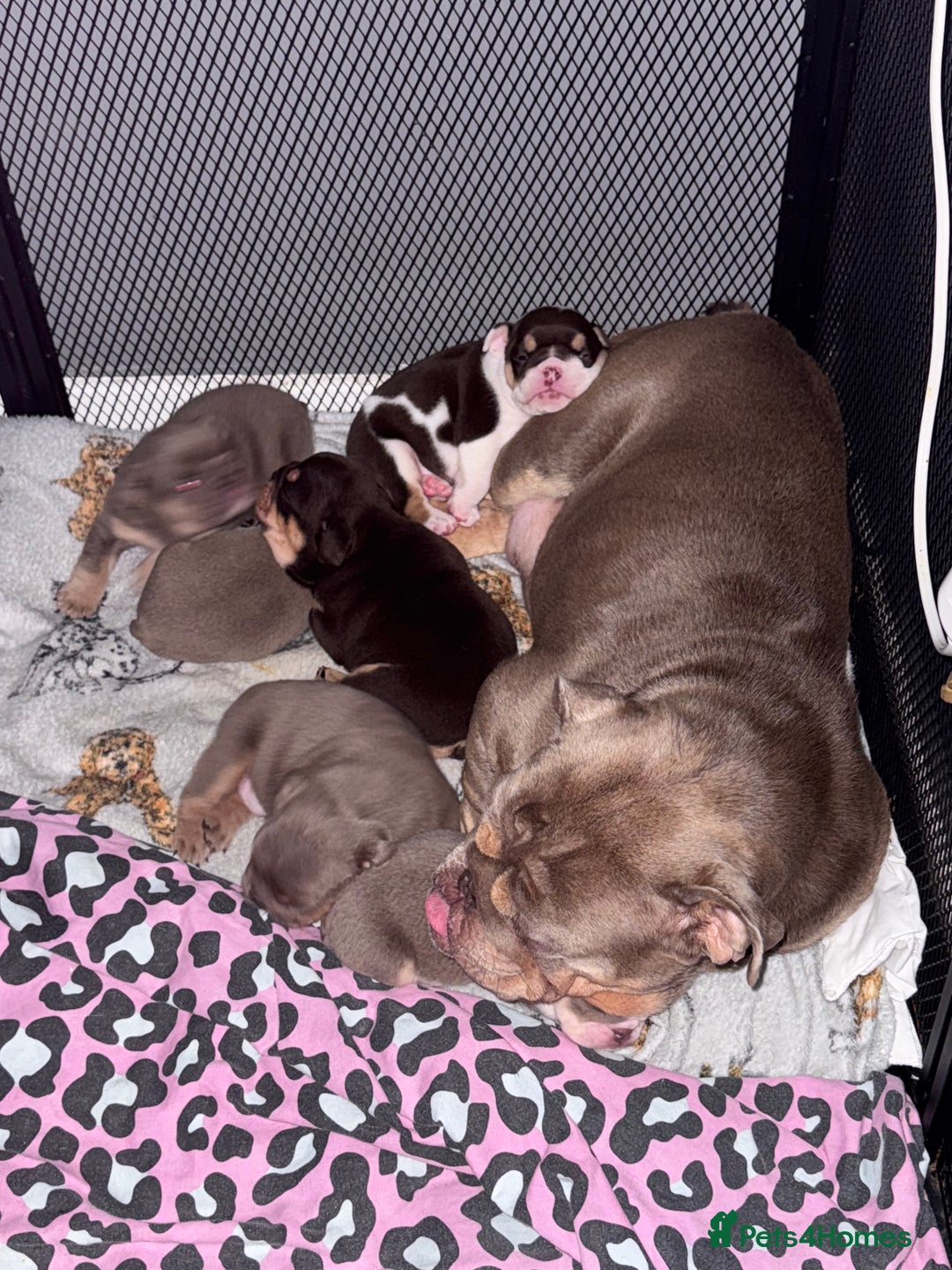English Bulldog dogs for sale: English bulldog puppies  - Image 10