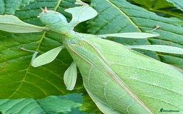 Stick Insects invertebrates for sale: Leaf and stick insects for sale - Image 8