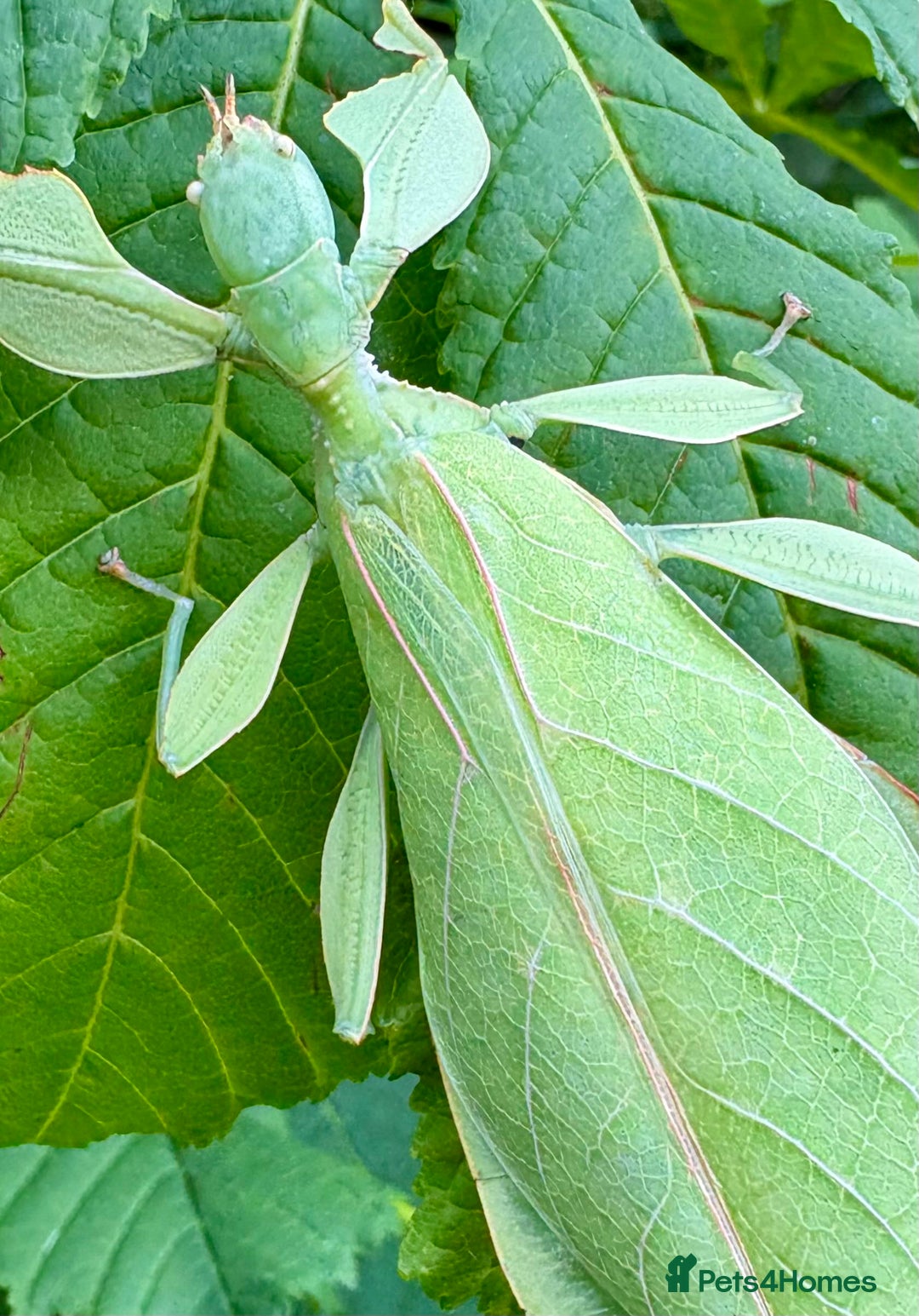 Stick Insects invertebrates for sale: Leaf and stick insects for sale - Image 8