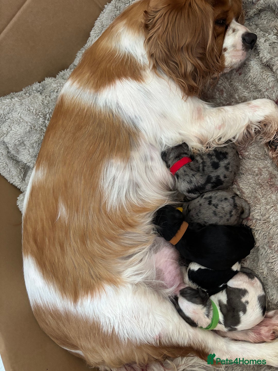 Cavapoo dogs for sale: 2 cavapoos left from a stunning litter - Image 5
