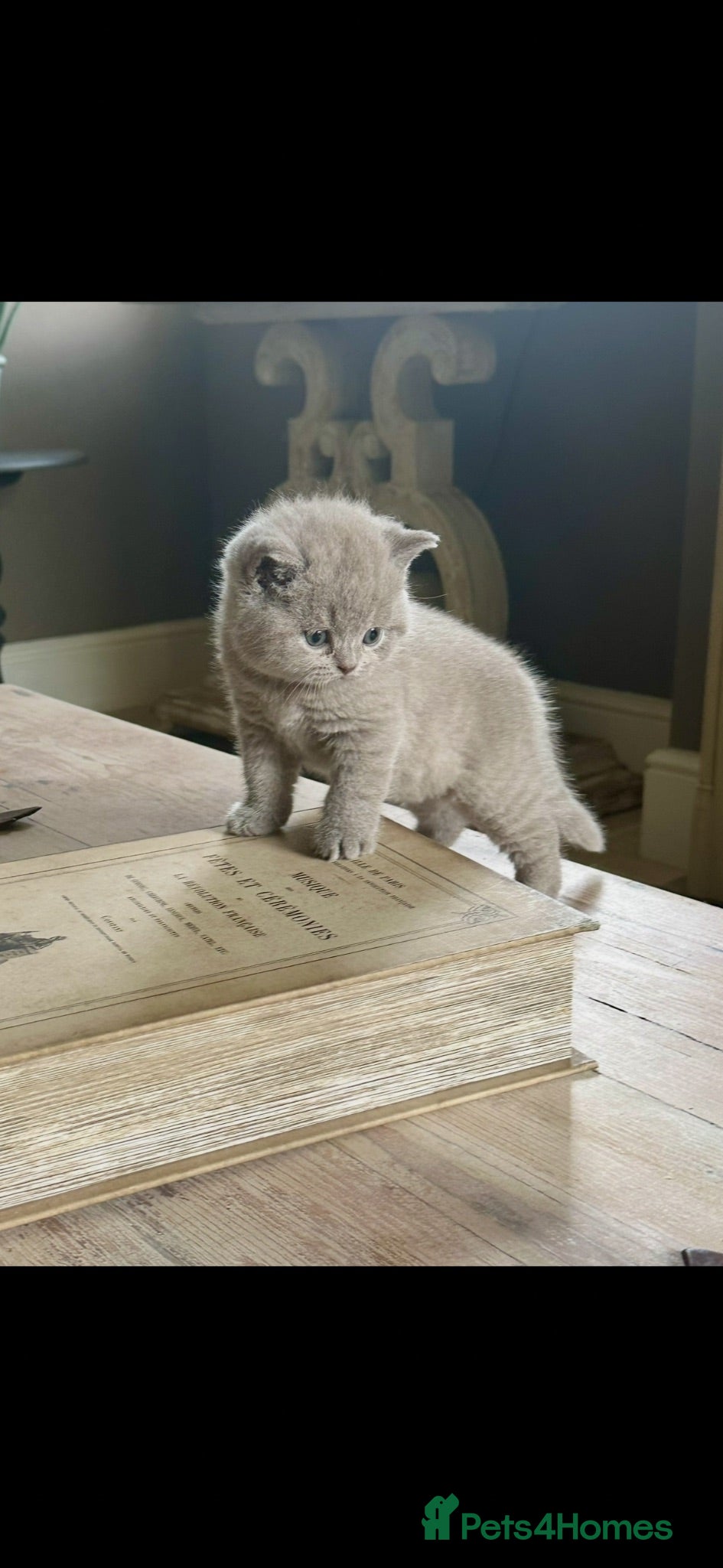 British Shorthair cats 5 Stunning BSH Blue and Lilac Kittens - Advert 2