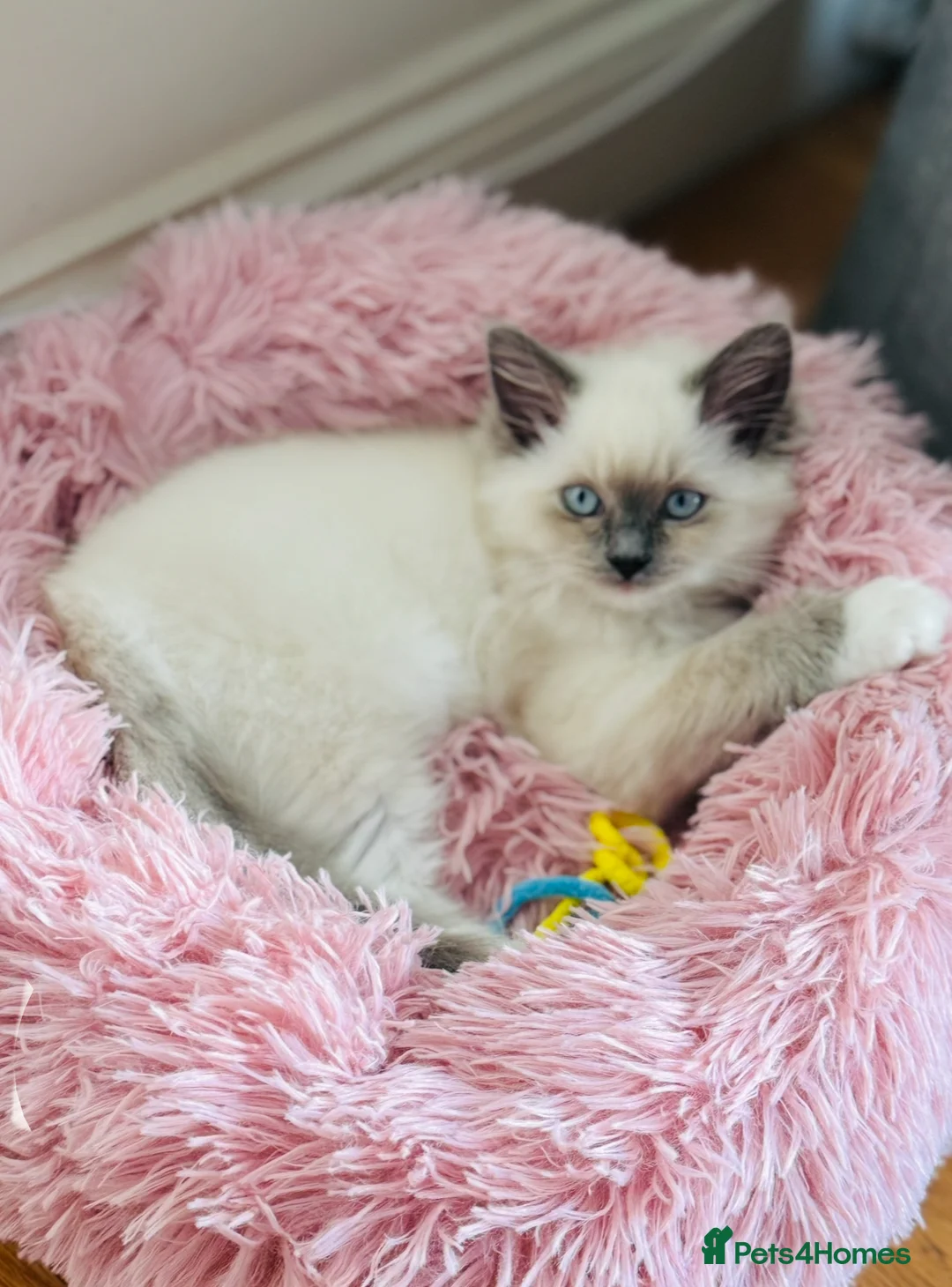 Ragdoll cats for sale: 100% Pure Mink and Blue Point Ragdoll Kittens  - Advert 9