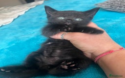 British Shorthair cats for sale: British shorthair beautiful kittens  - Image 3