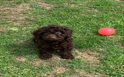 Cockapoo dogs for sale: READY NOW F1b Cockapoo puppies DNA CLEAR - Image 12