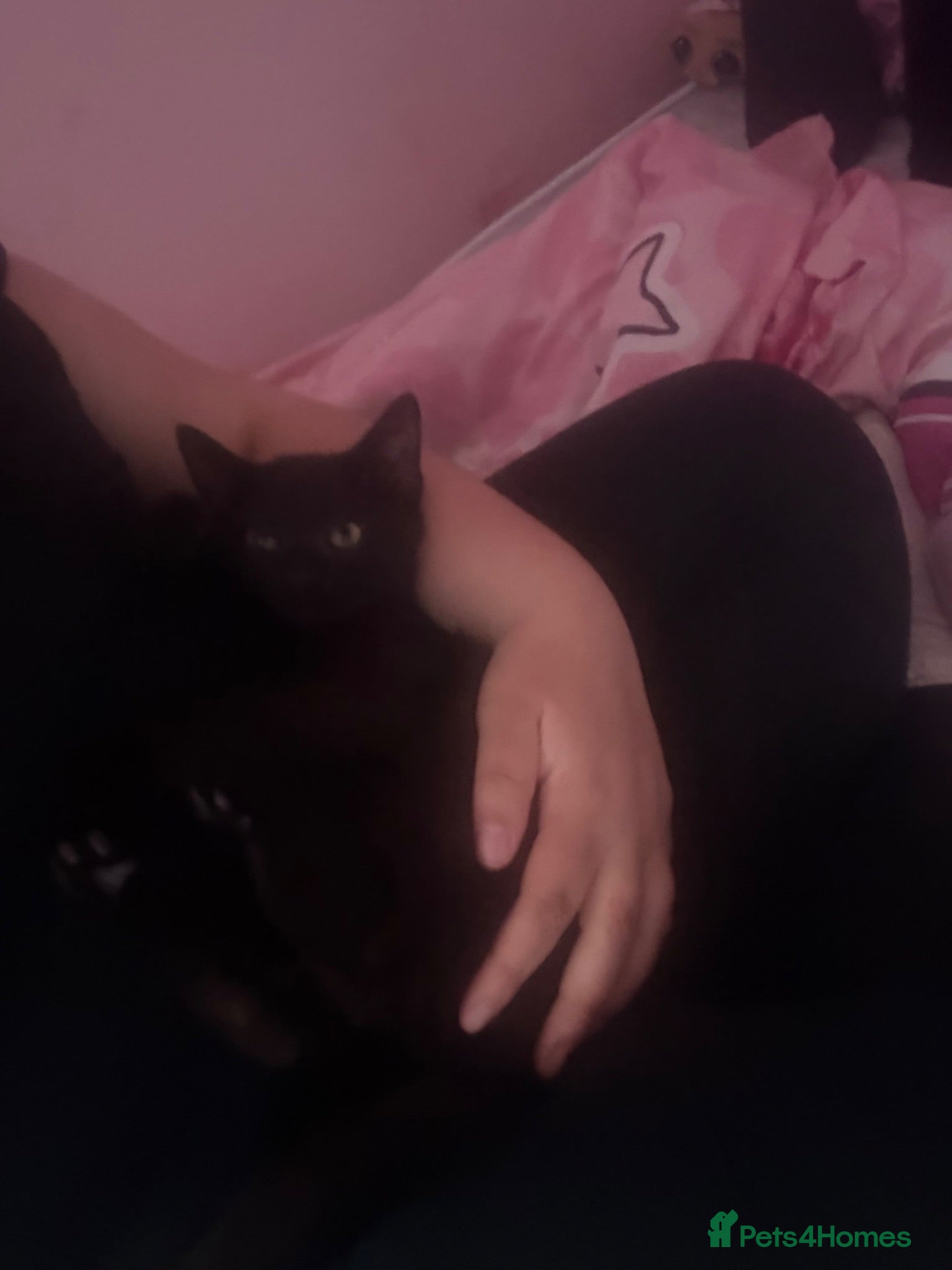 Mixed Breed cats Black kitten  - Advert 1
