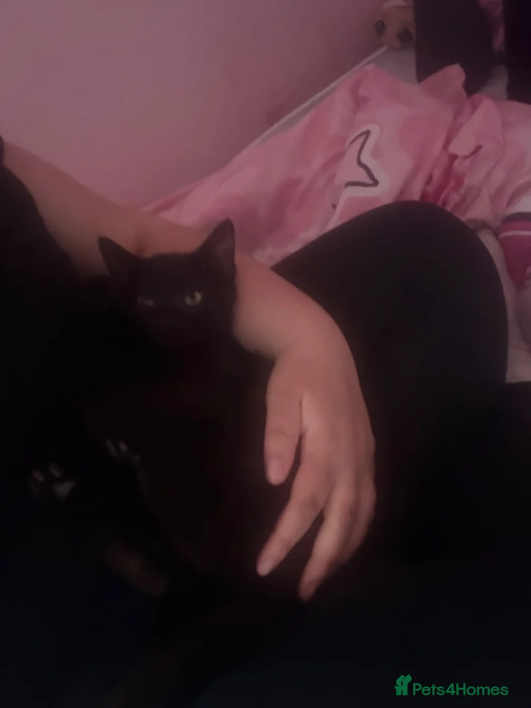 Mixed Breed cats for sale: Black kitten  - Advert 1