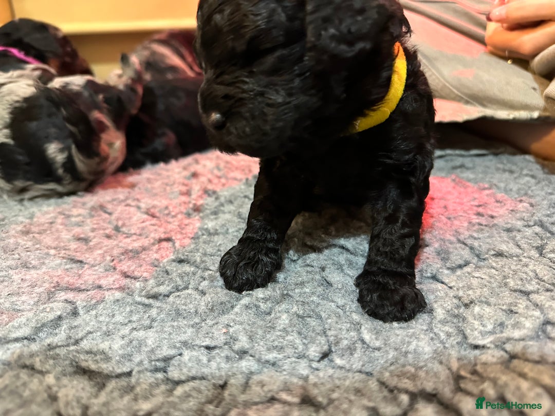 Cavapoo dogs for sale: Gorgeous Rare-Colouring Cavapoo Puppies - Image 3