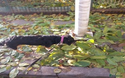 Mixed Breed dogs for adoption: Meet Sweet KATIA !  She needs a new Loving HOME... - Image 21
