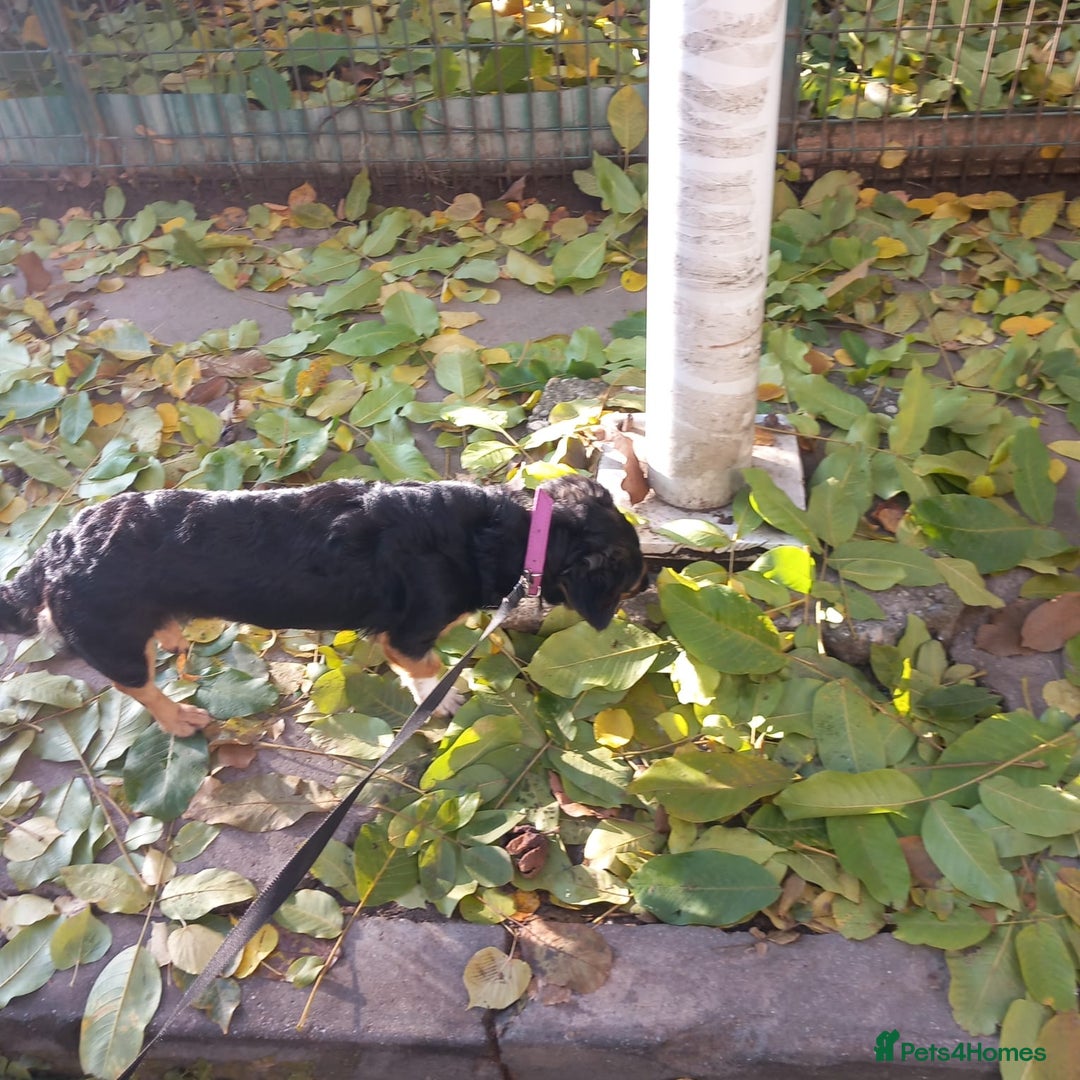 Mixed Breed dogs for adoption: Meet Sweet KATIA !  She needs a new Loving HOME... - Image 21