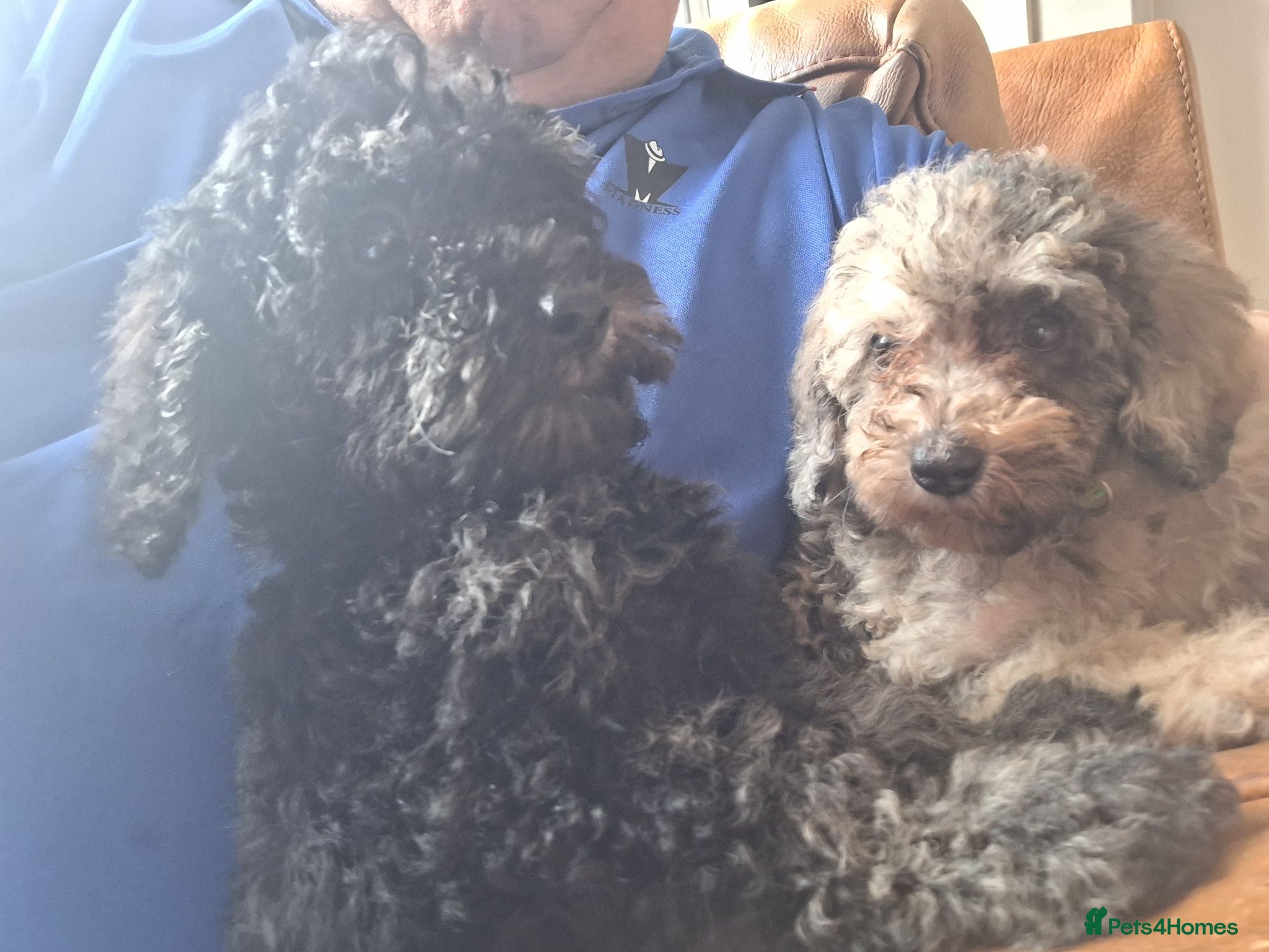Miniature Poodle dogs miniature poodle puppies  - Advert 4