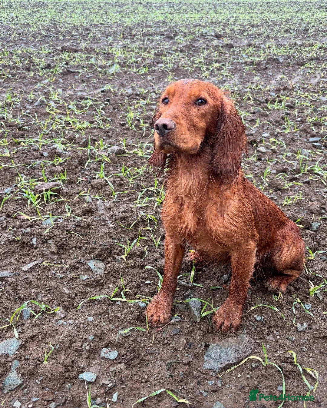 Cocker Spaniel dogs for stud: Beautiful KC red working Cocker spaniel  - Advert 1