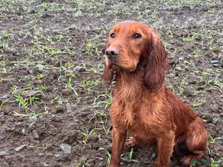 Cocker Spaniel dogs Beautiful KC red working Cocker spaniel - Advert 14