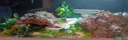 Corn Snake reptiles for sale: Corn snake named pearl  in Preston - Advert 2