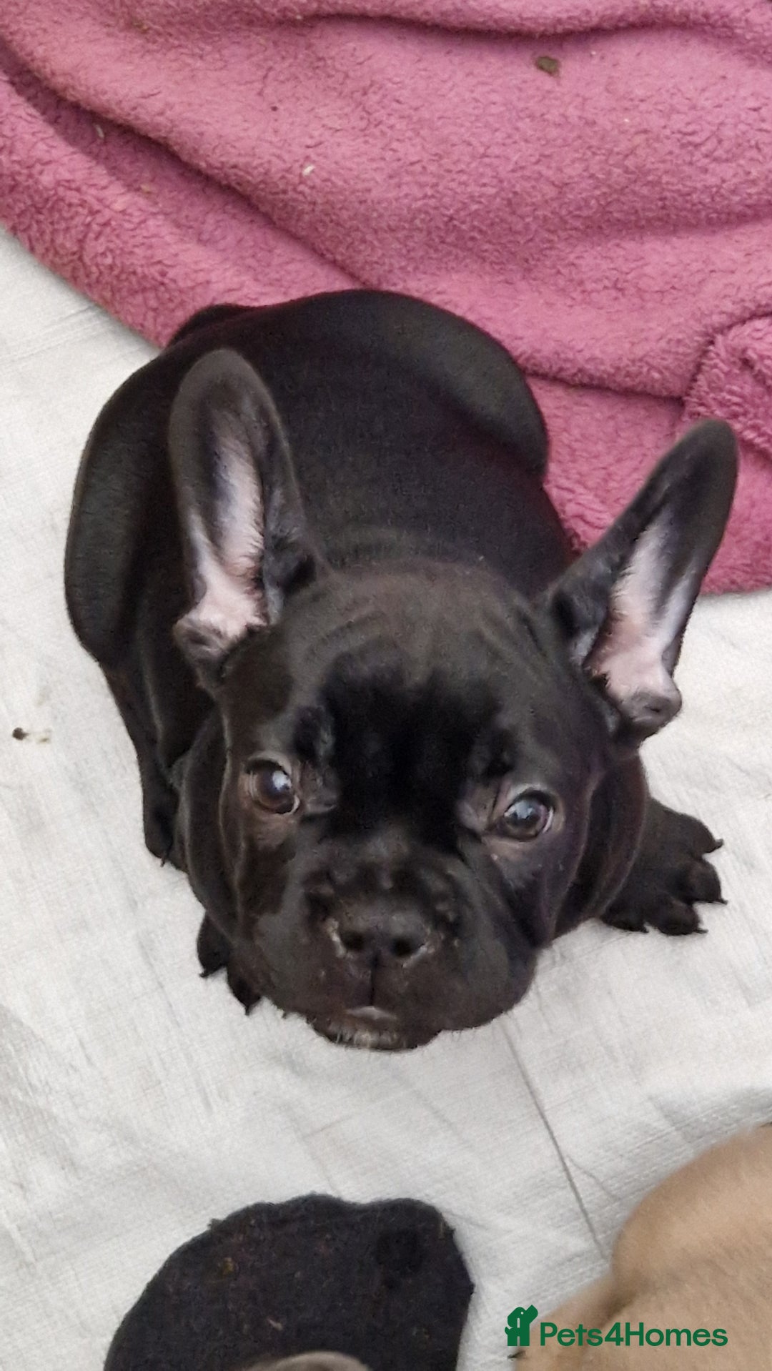 Mixed Breed dogs for sale: Fantastic 3/4 French bulldog and a 1/4 jack puppy - Image 26