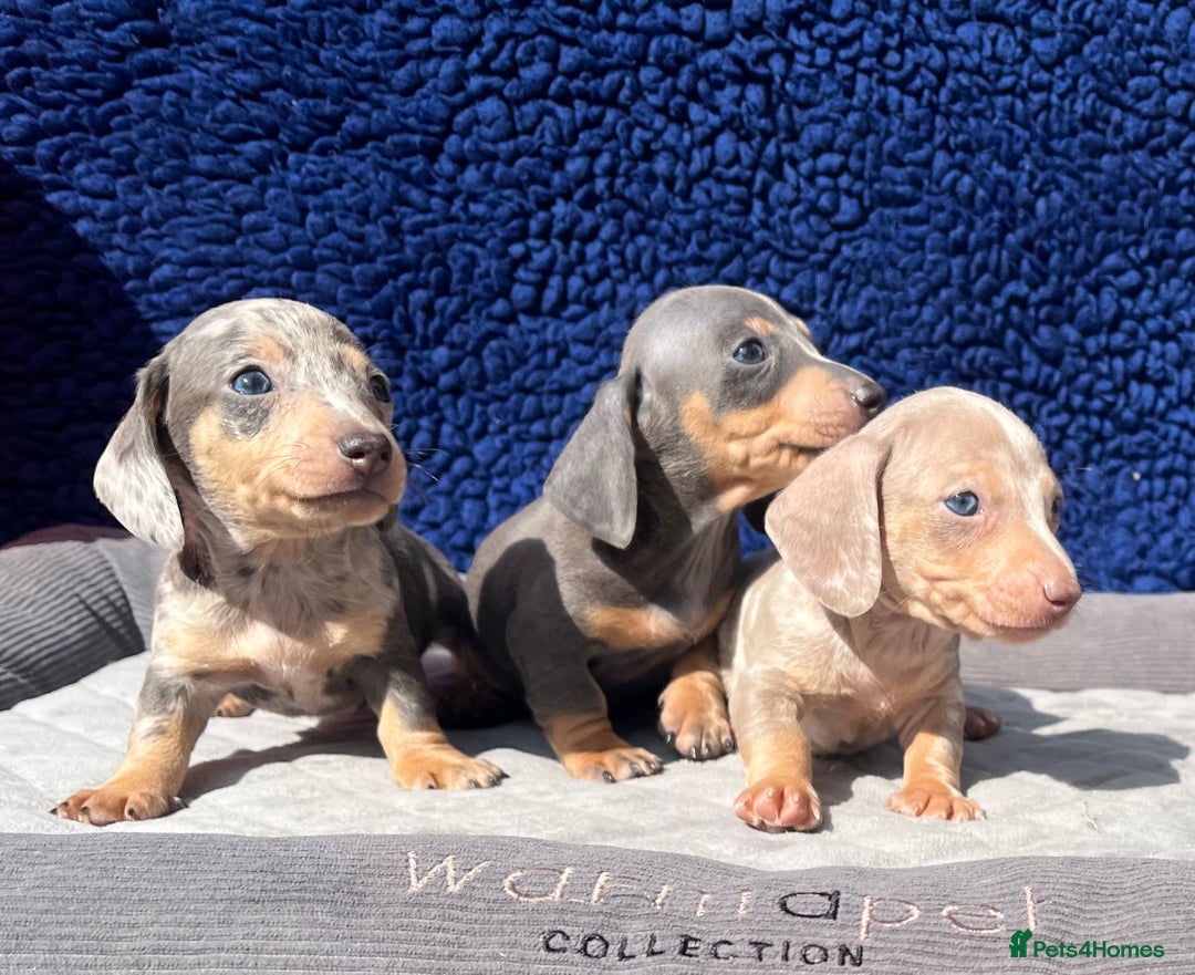 Miniature Dachshund dogs for sale: STUNNING RAINBOW MIX MINI DAXI KC REG PRA CLR - Image 5
