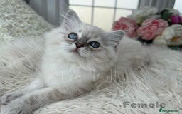 Ragdoll cats for sale: Beautiful,affectionate ragdoll ready for their 🏡 - Image 12